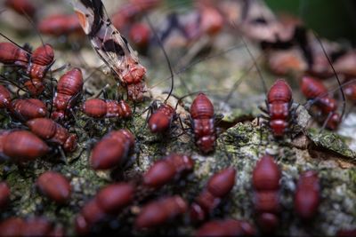 A bunch of red ants are sitting on a tree branch.