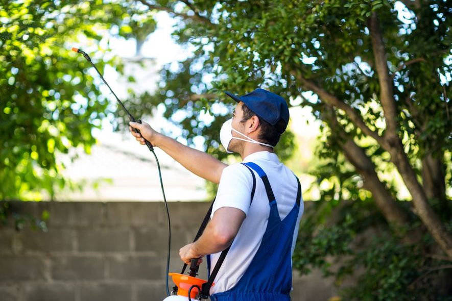 A man wearing a mask is spraying a tree with a sprayer.