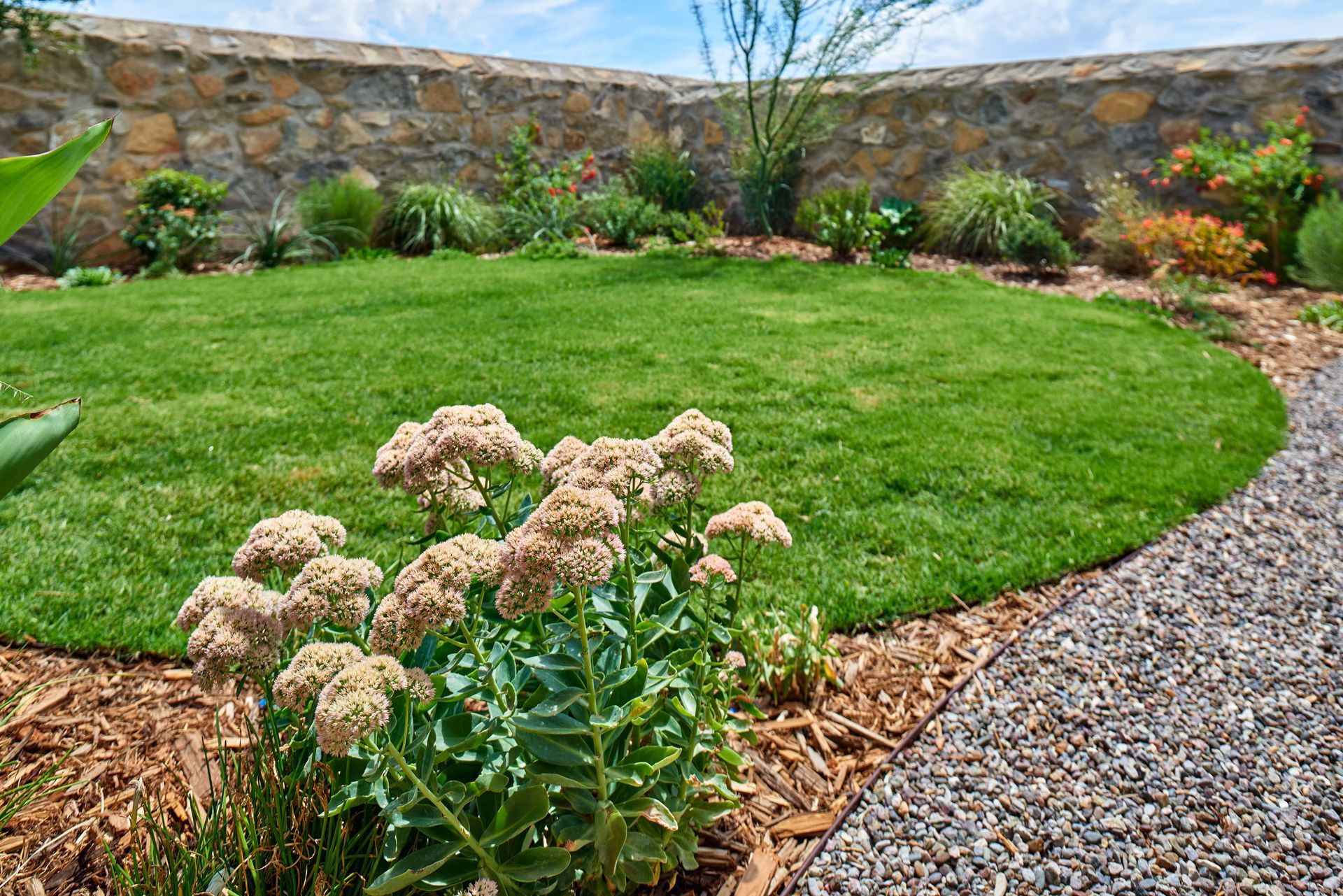 Lush green lawn in a garden with stone wall backdrop, gravel path, and blooming flowers in foreground.