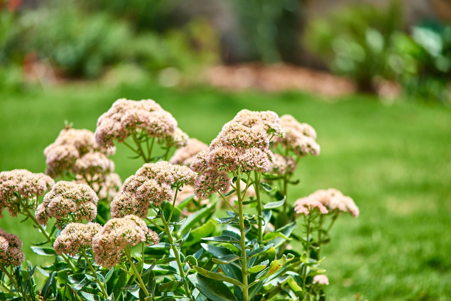 Clusters of light pink flowers with green foliage against a blurred green background.