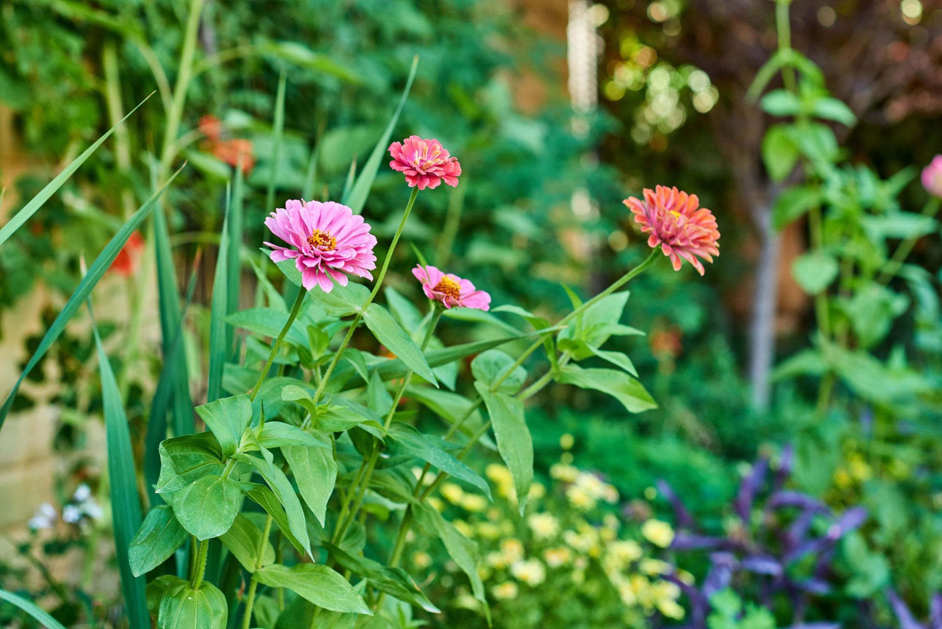 Pink and orange zinnia flowers blooming in a lush green garden.