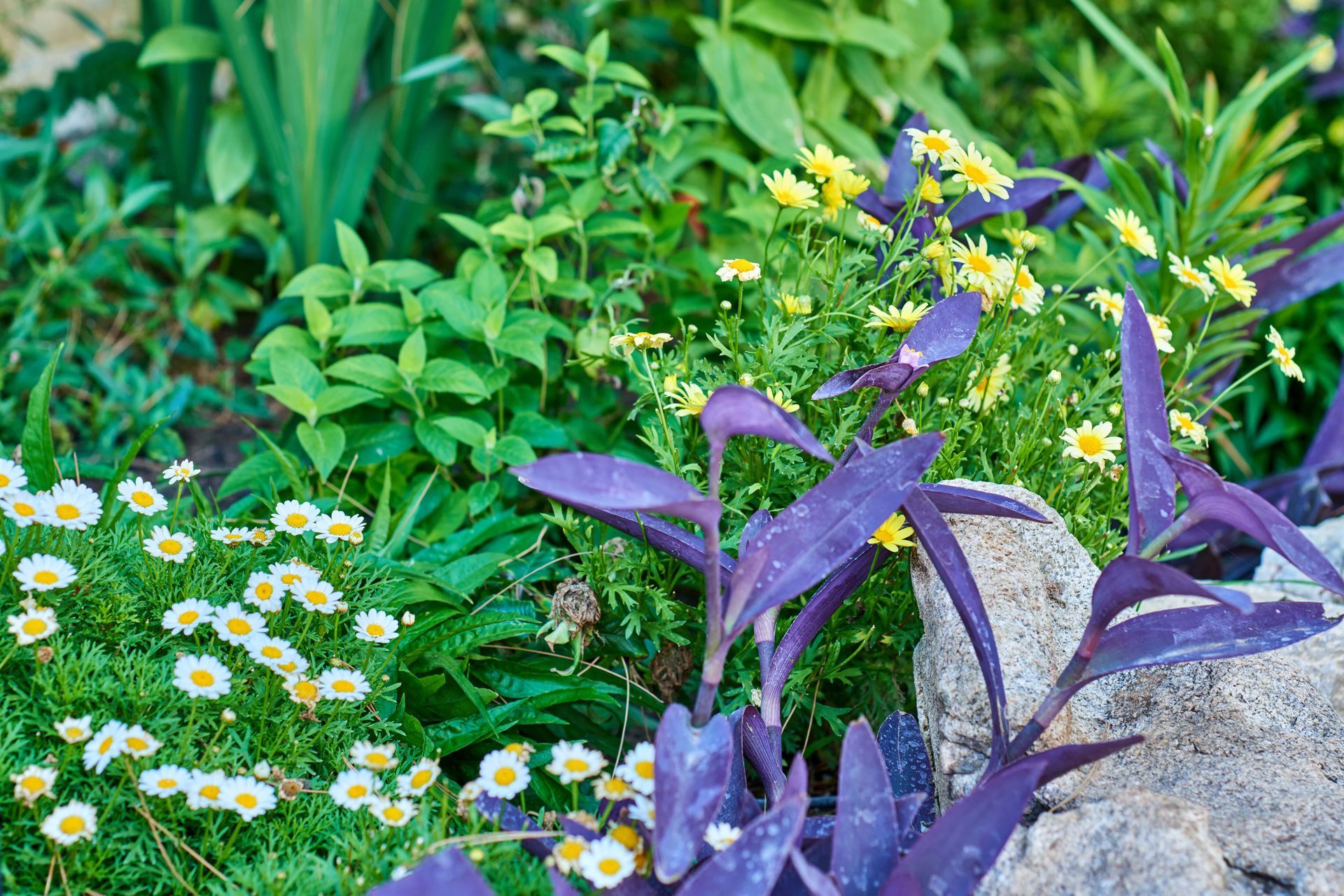 Lush garden bed with purple leaves, yellow daisies, and various green plants; sunlight.