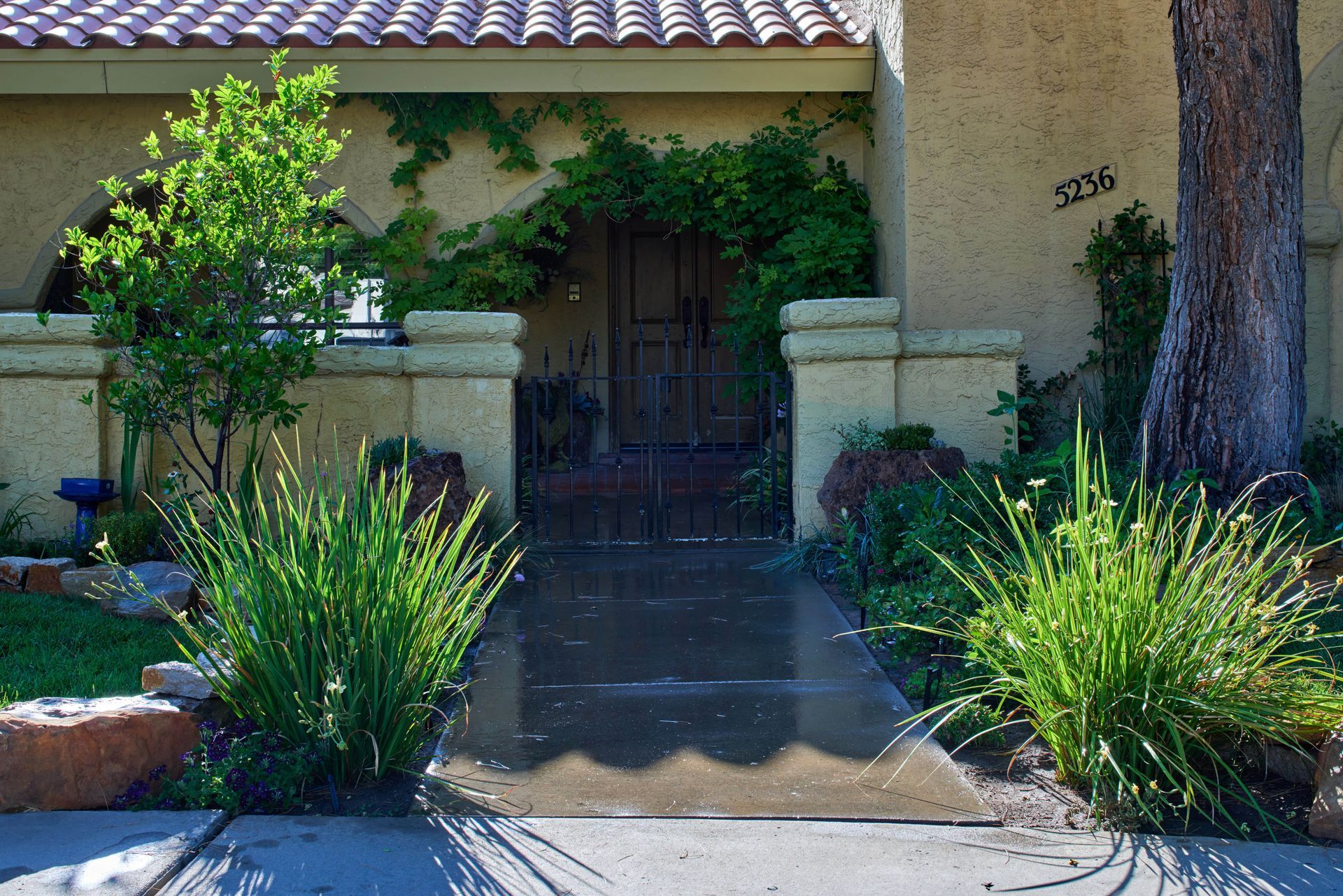 Entrance to a stucco house with a dark gate, surrounded by green plants and a tree.