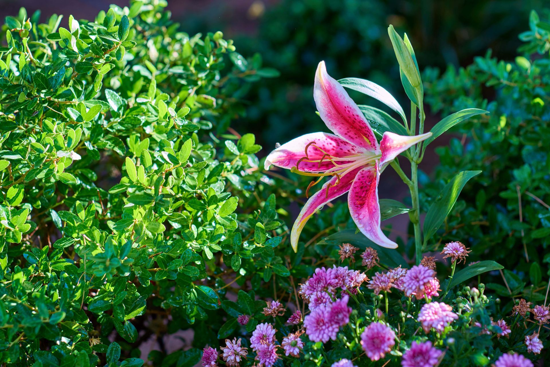Pink and white stargazer lily blooming in a garden with green foliage and purple flowers.