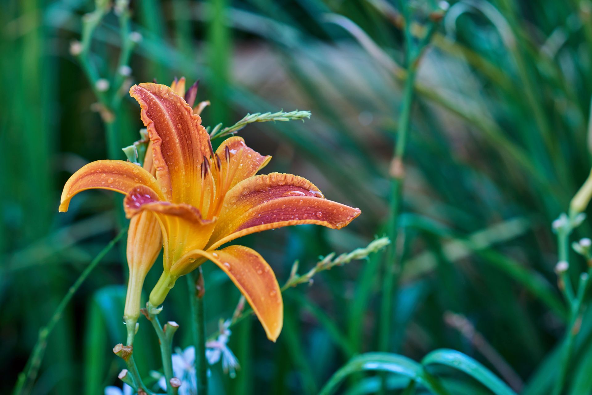 Orange and red daylily with water droplets, surrounded by green foliage.