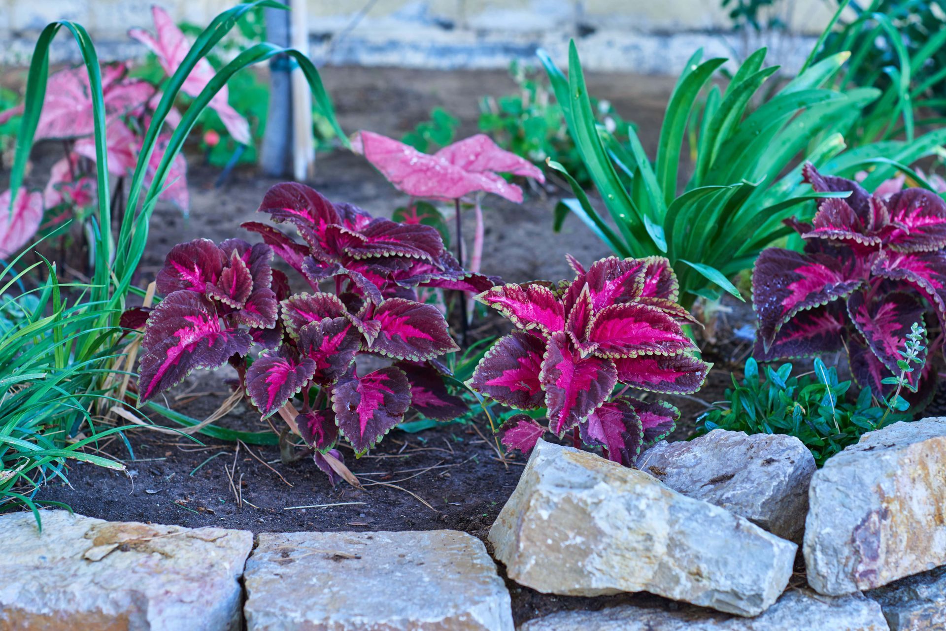 Colorful coleus plants with burgundy and pink leaves, in a garden bed with rocks.