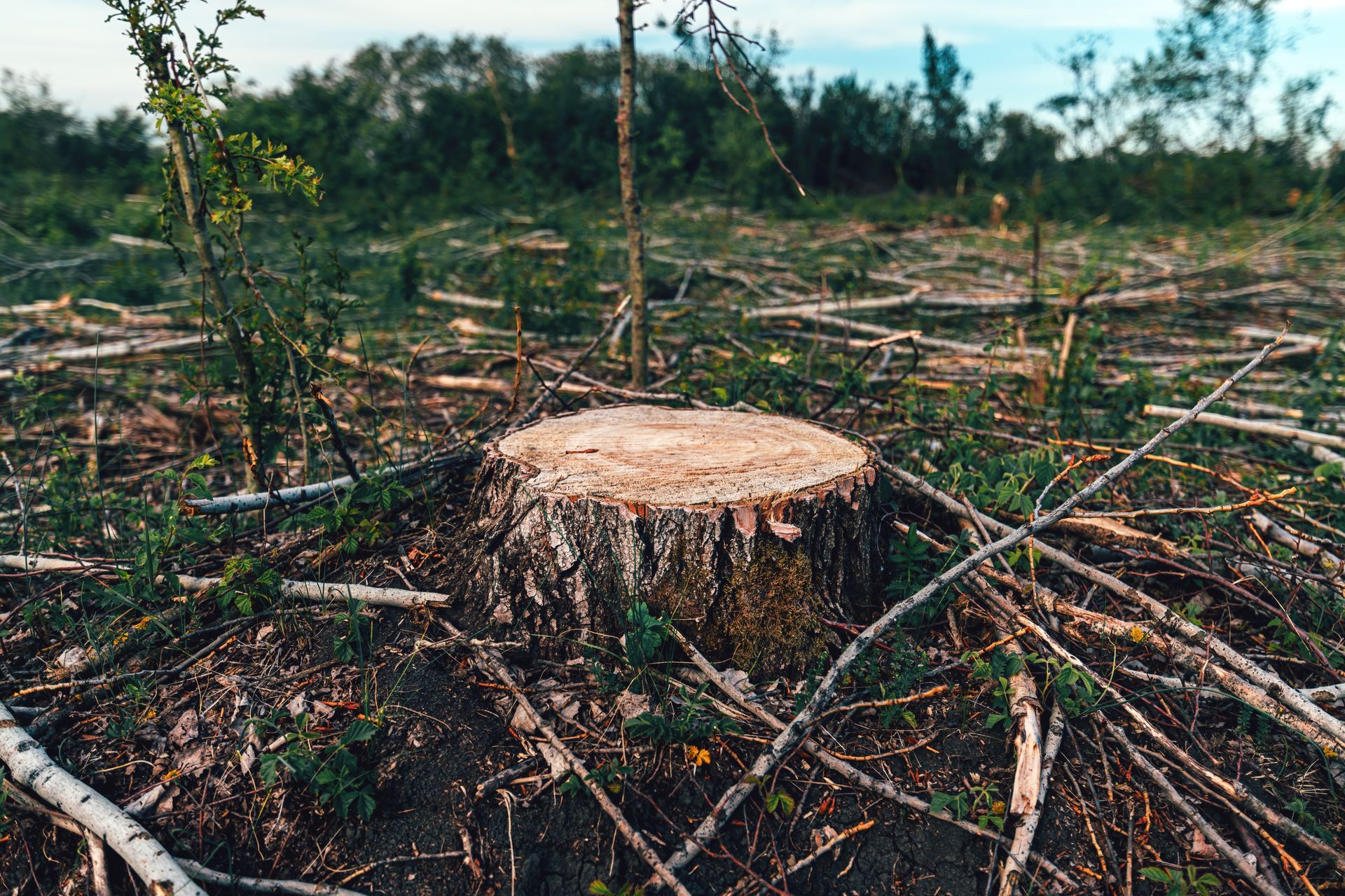 A tree stump in the middle of a deforested field.