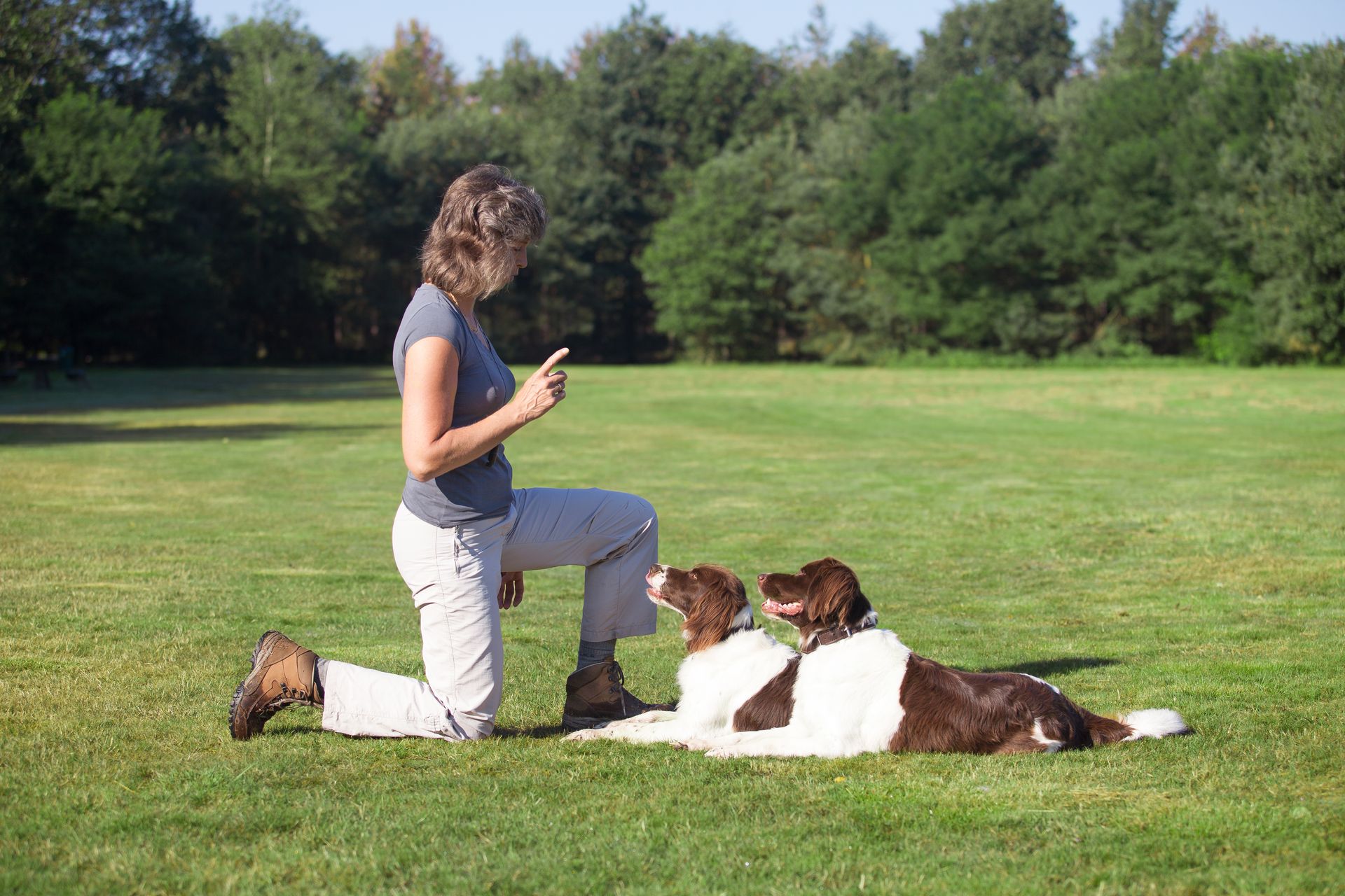 The trainer kneels, signaling calmly; the dogs obey with focus in the sunny field