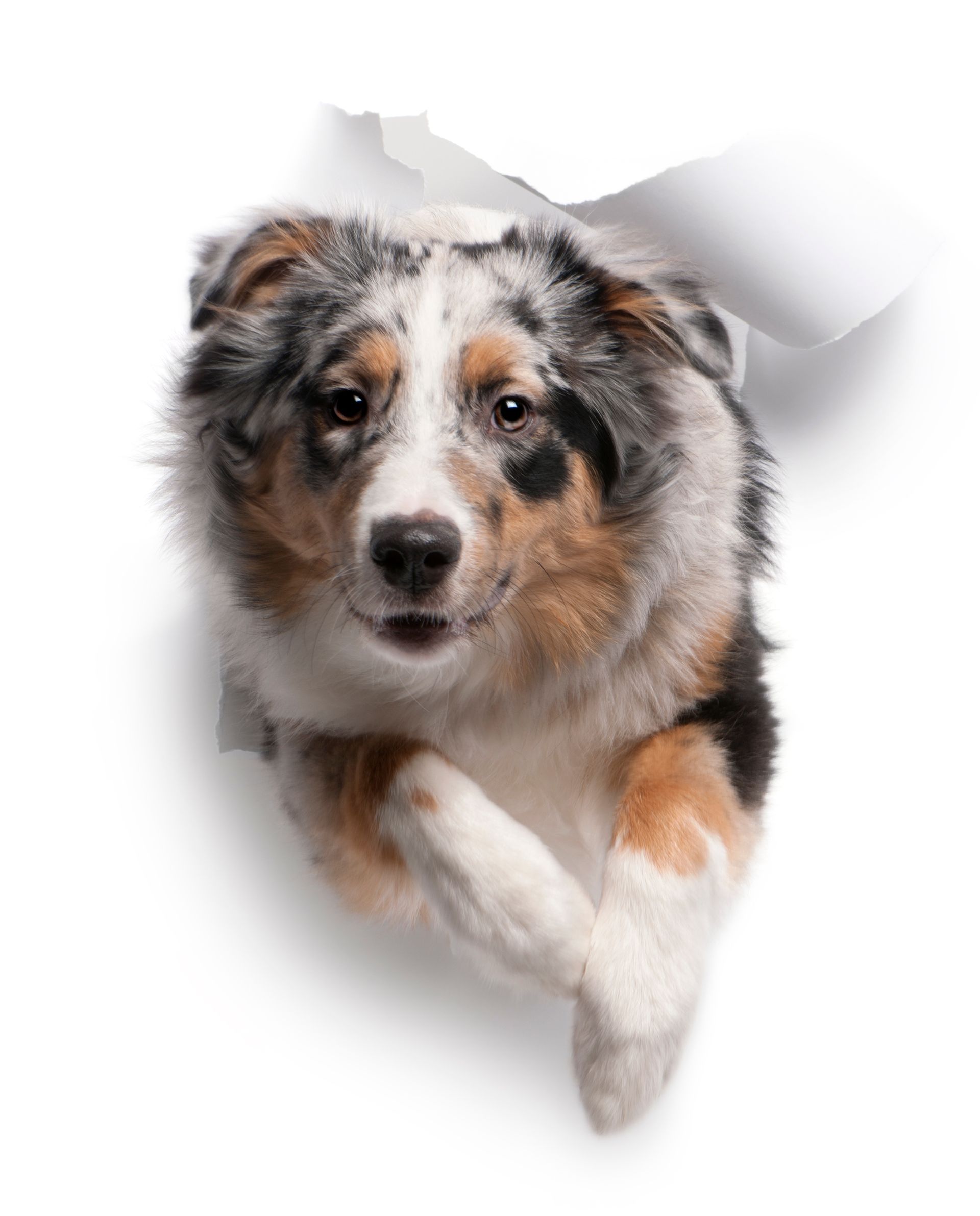 A dog is jumping through a hole in a piece of paper.