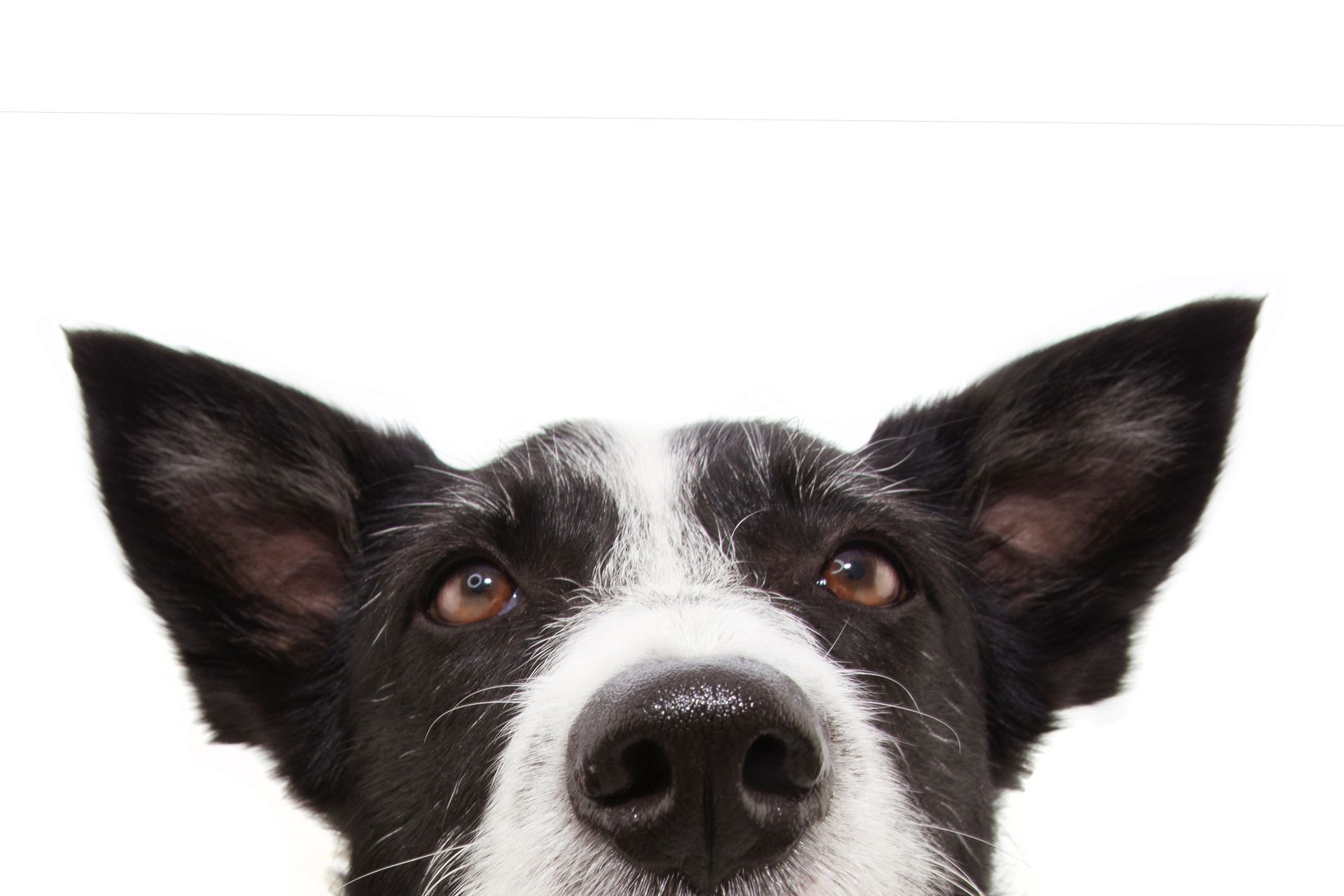 A black and white dog is looking at the camera