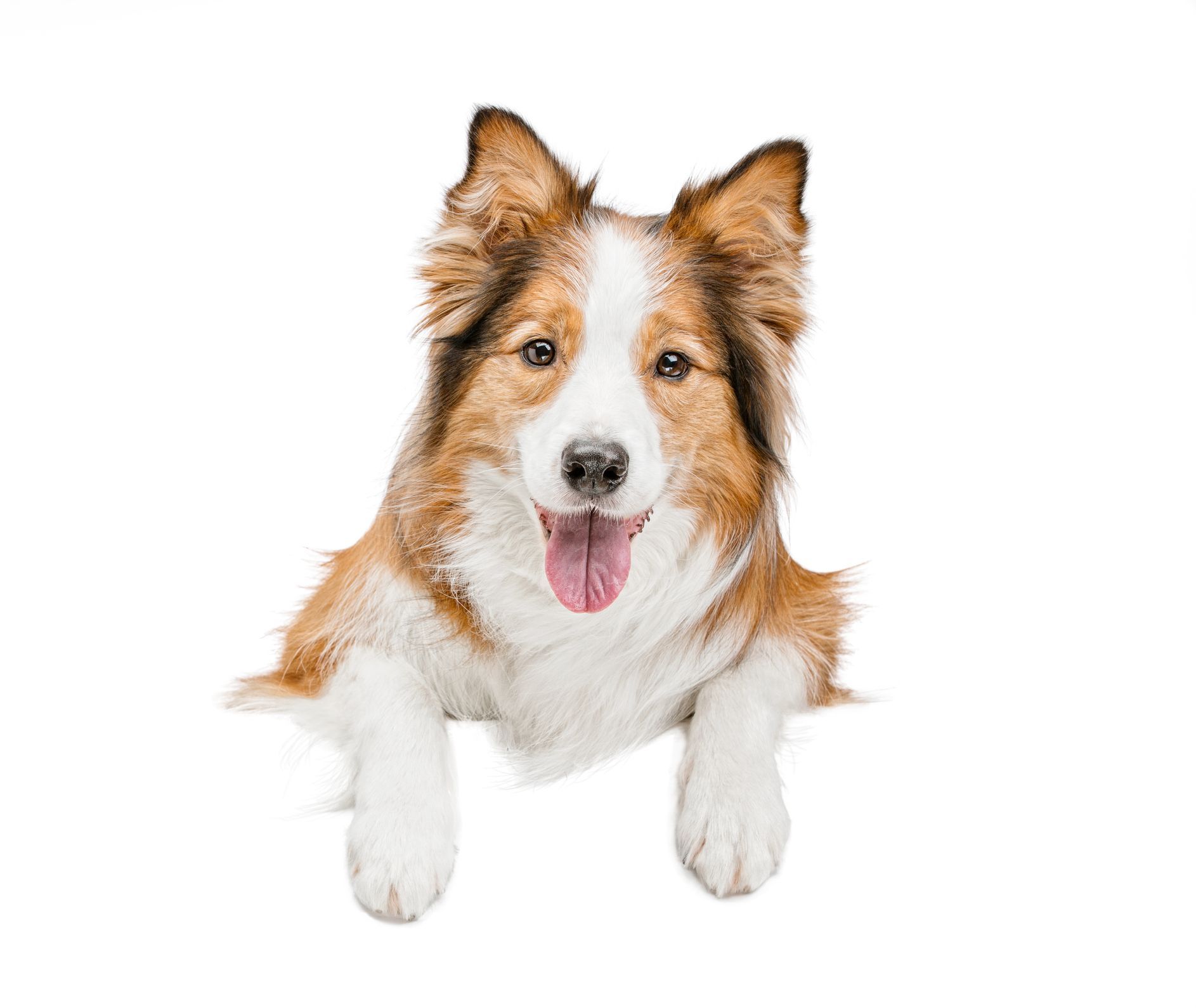 A brown and white border collie dog is laying down with its tongue hanging out.
