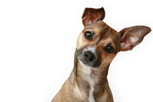 A small brown and white dog is sitting on a white background and looking at the camera.