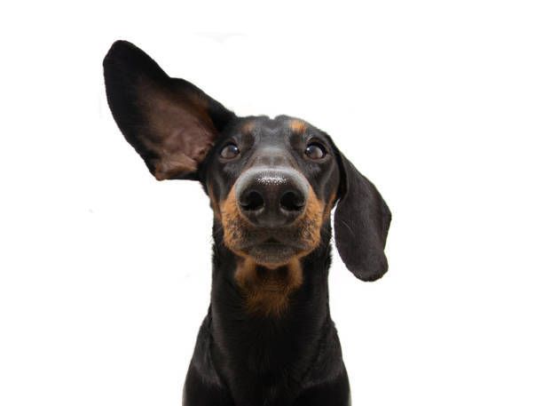 A black and brown dachshund is looking up at the camera.