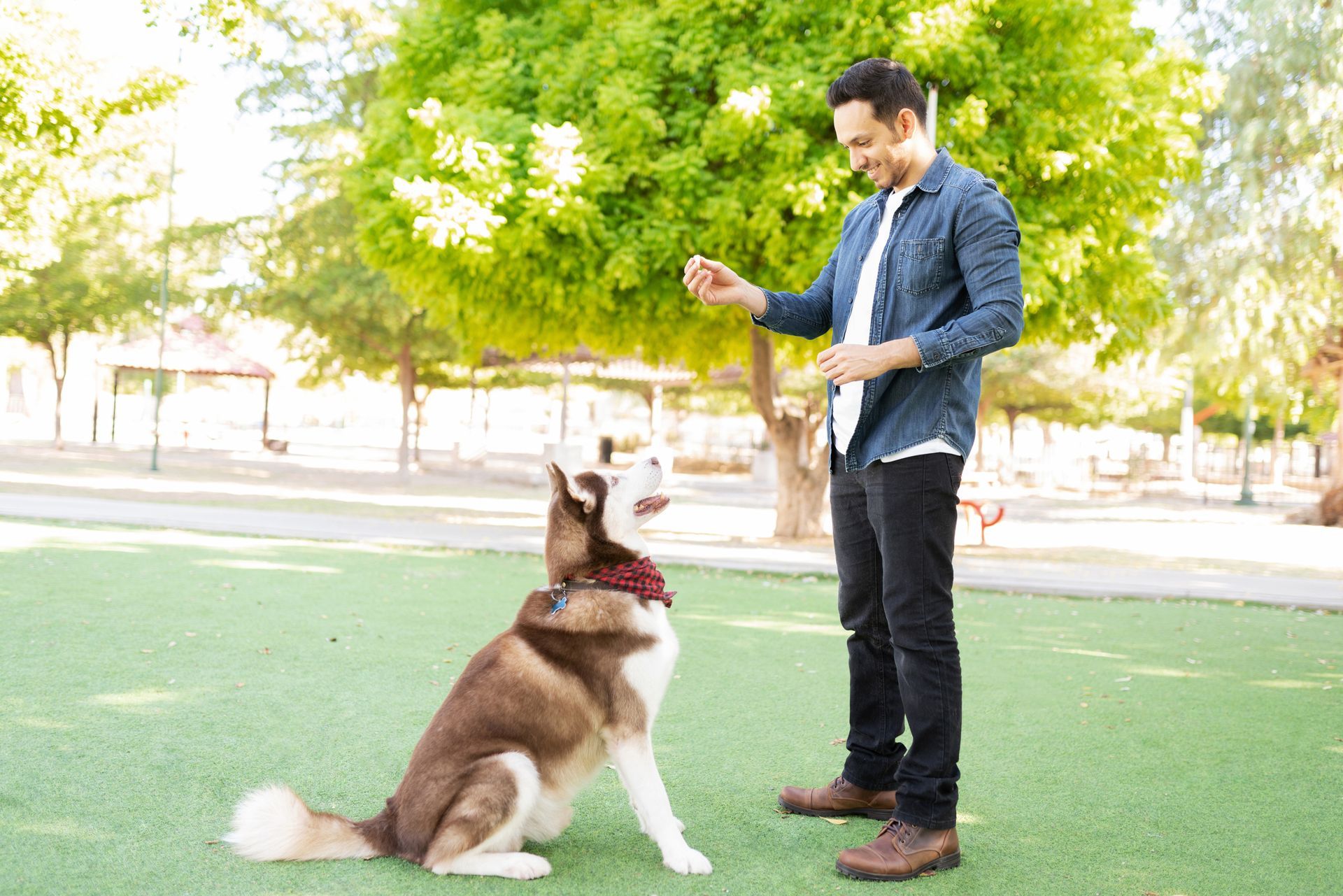 Person training a Siberian Husky dog in a sunny park with green grass and trees in the background.
