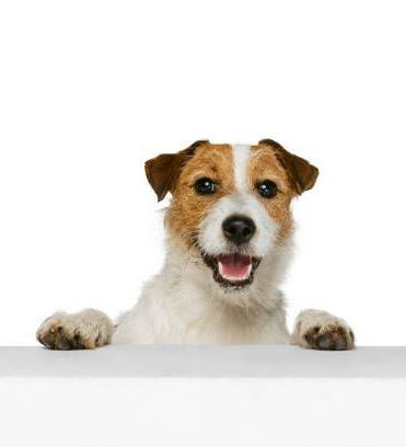 A brown and white dog is peeking over a white wall.