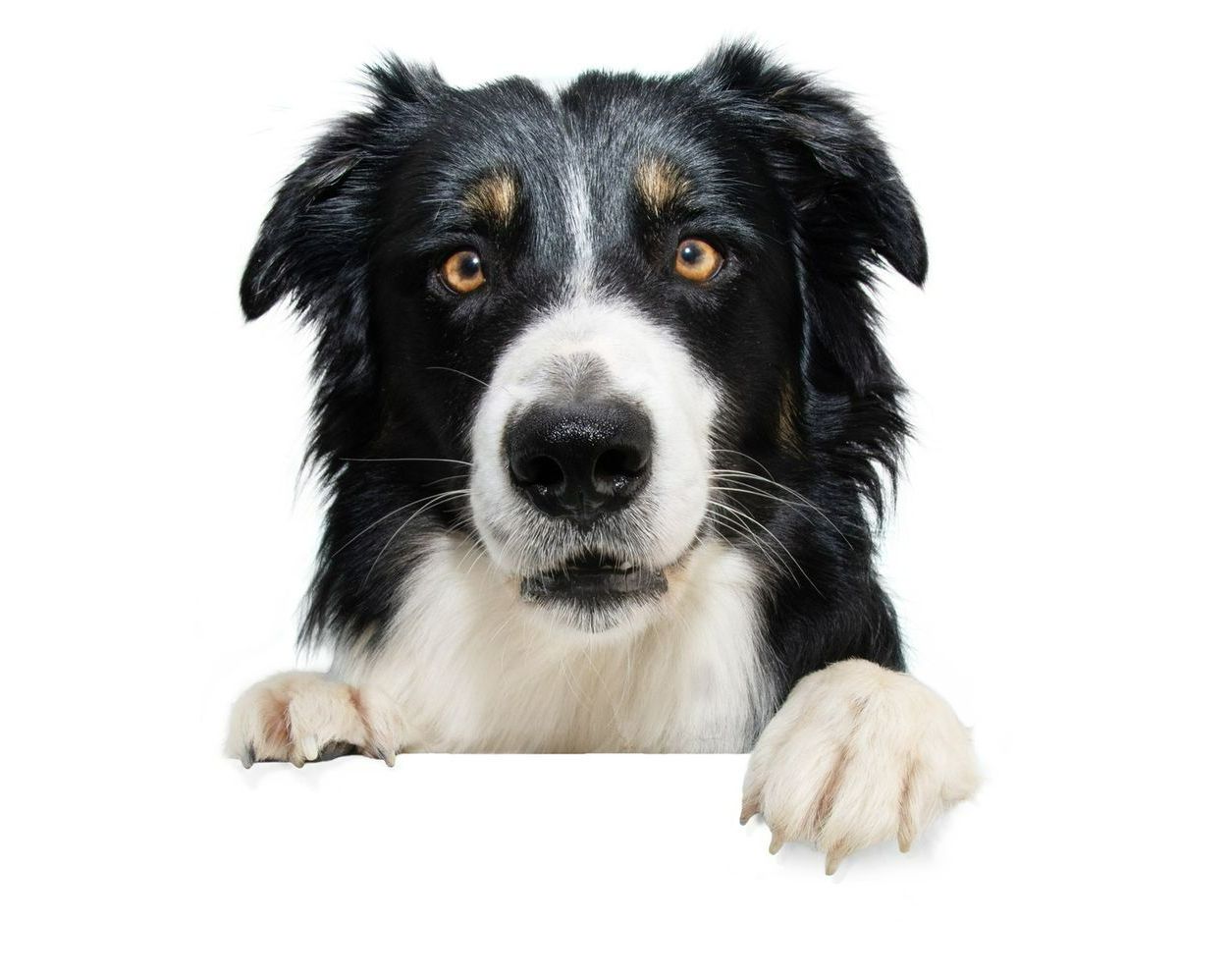 A black and white dog is peeking over a white sign. A black and white dog is peeking over a white sign.