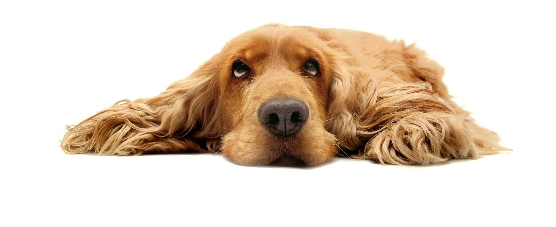 A cocker spaniel is laying down on a white background and looking at the camera.