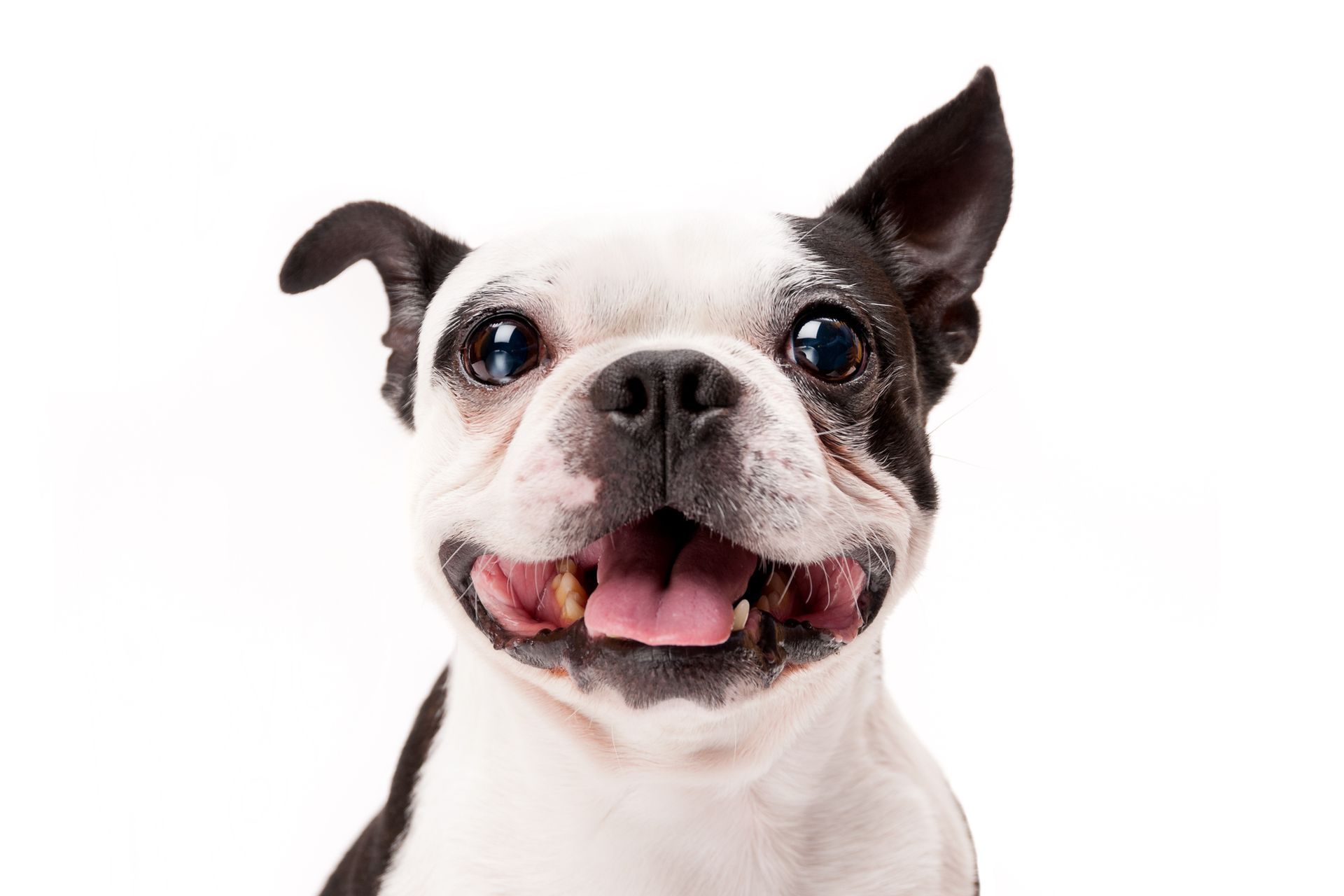 A black and white boston terrier dog is smiling and looking at the camera.