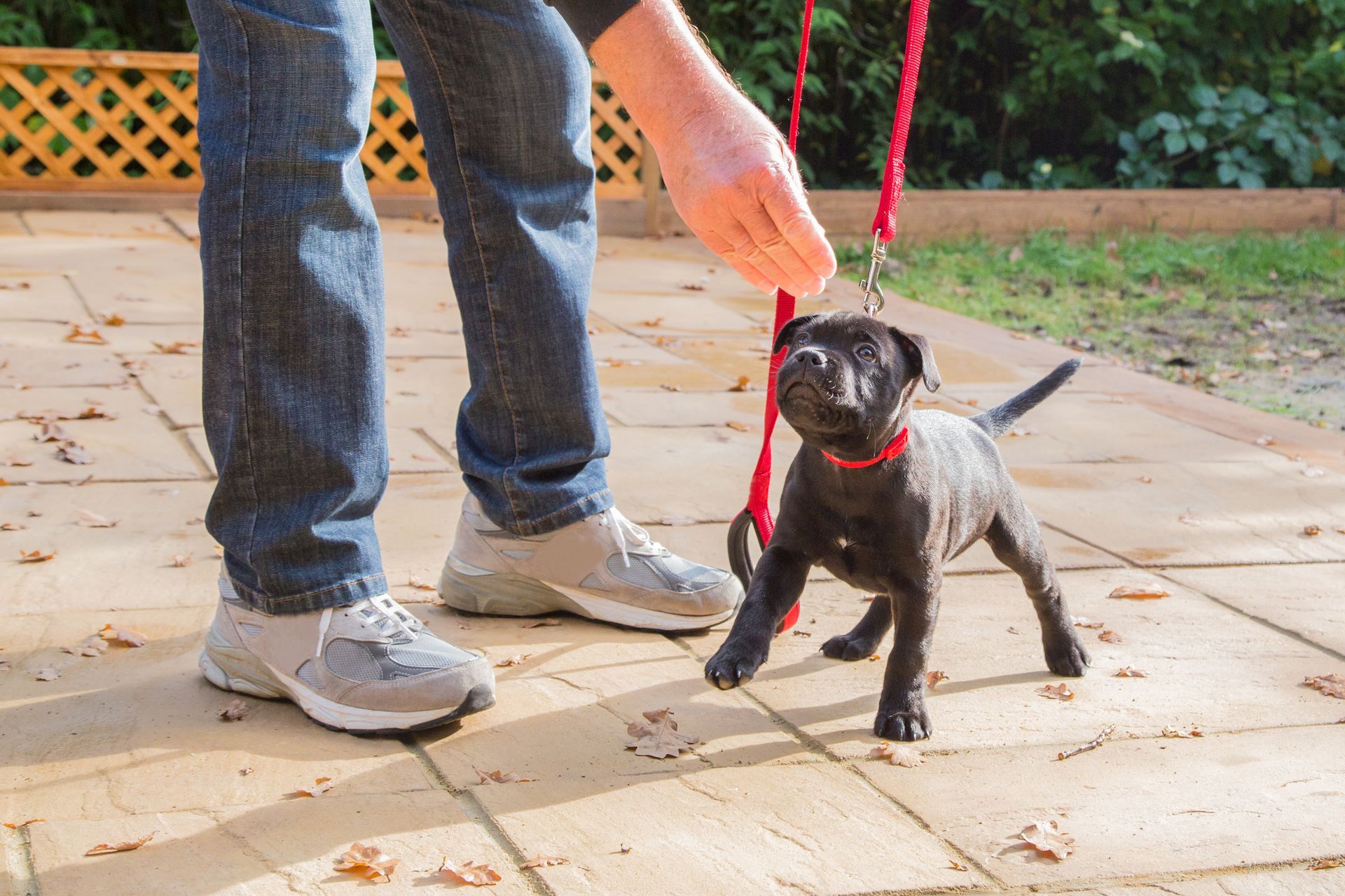 Person training a black puppy on a red leash outdoors on a patio with autumn leaves scattered around.
