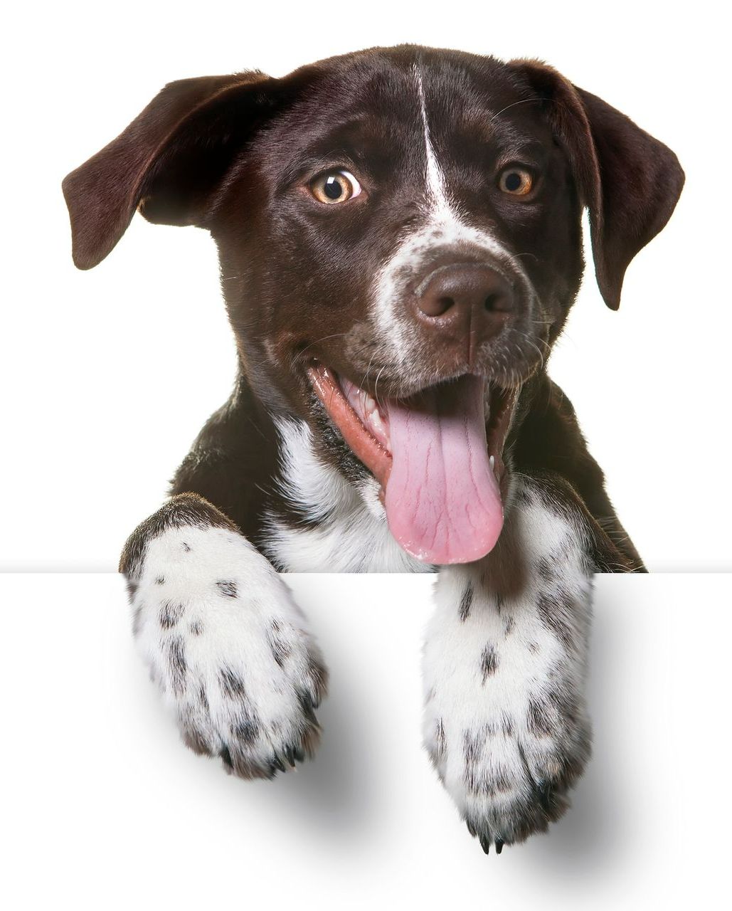 A brown and white dog sticking its tongue out