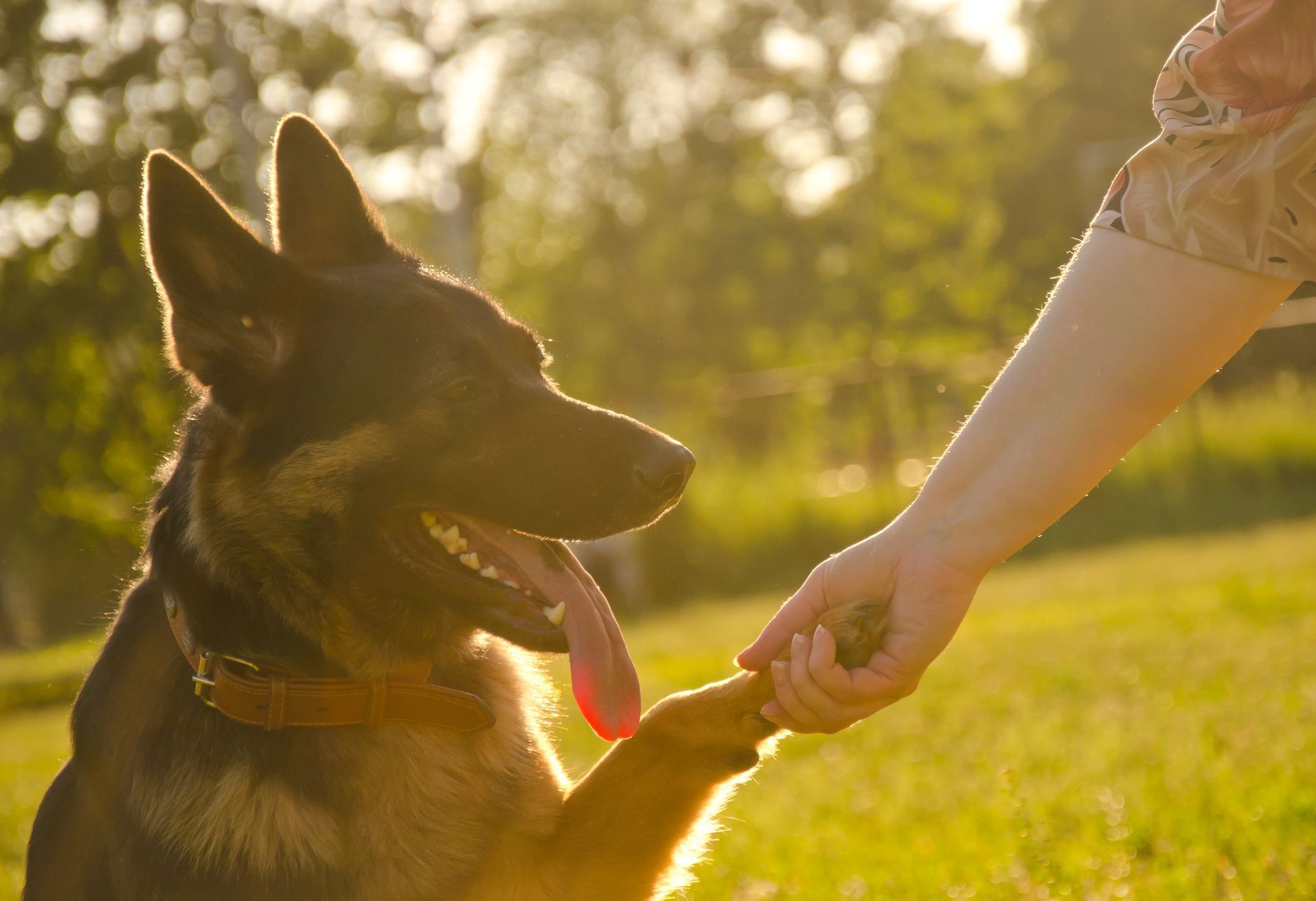German shepherd shaking hands with person in sunny outdoor setting for pet care.