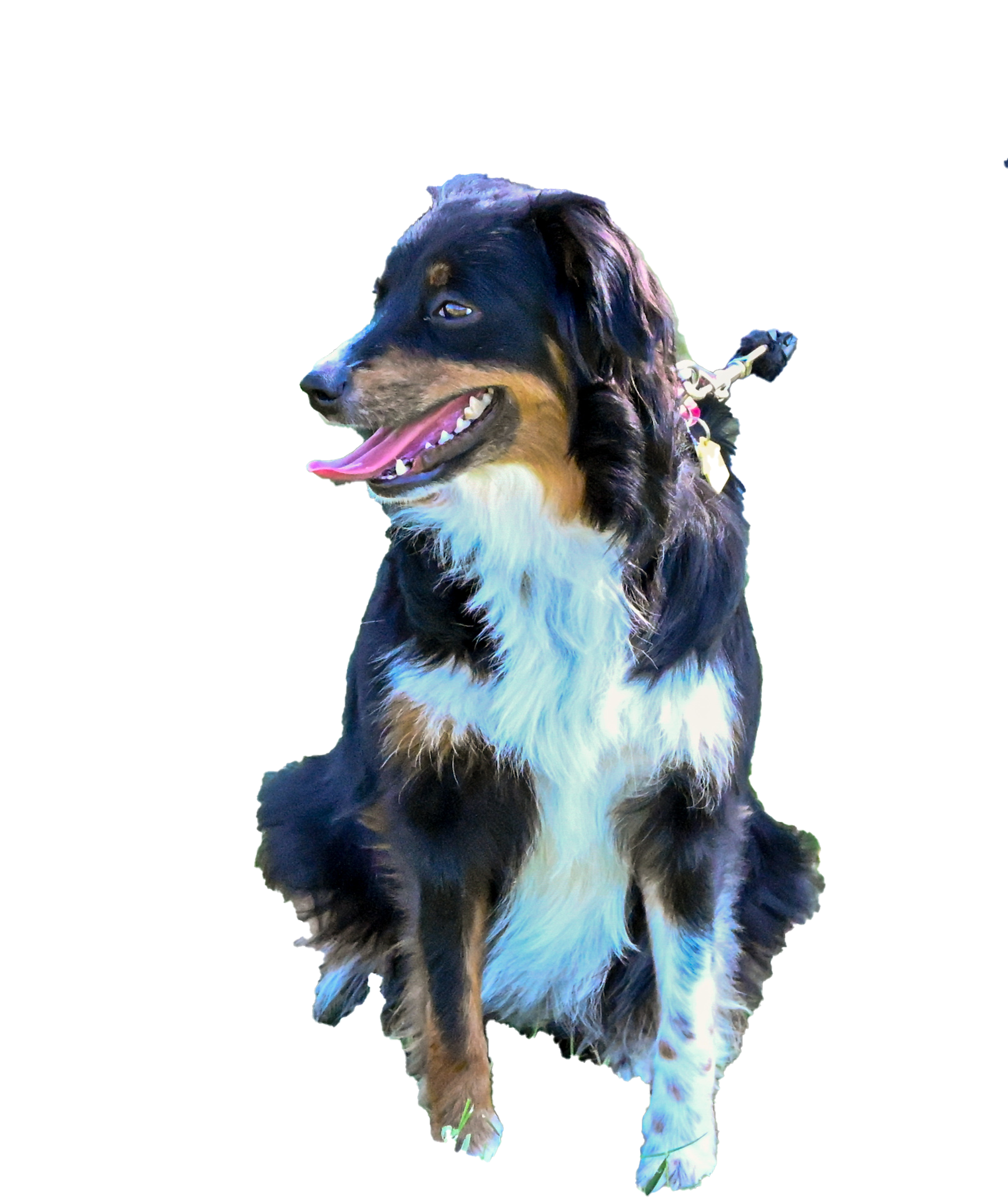A black brown and white dog on a leash with its tongue hanging out