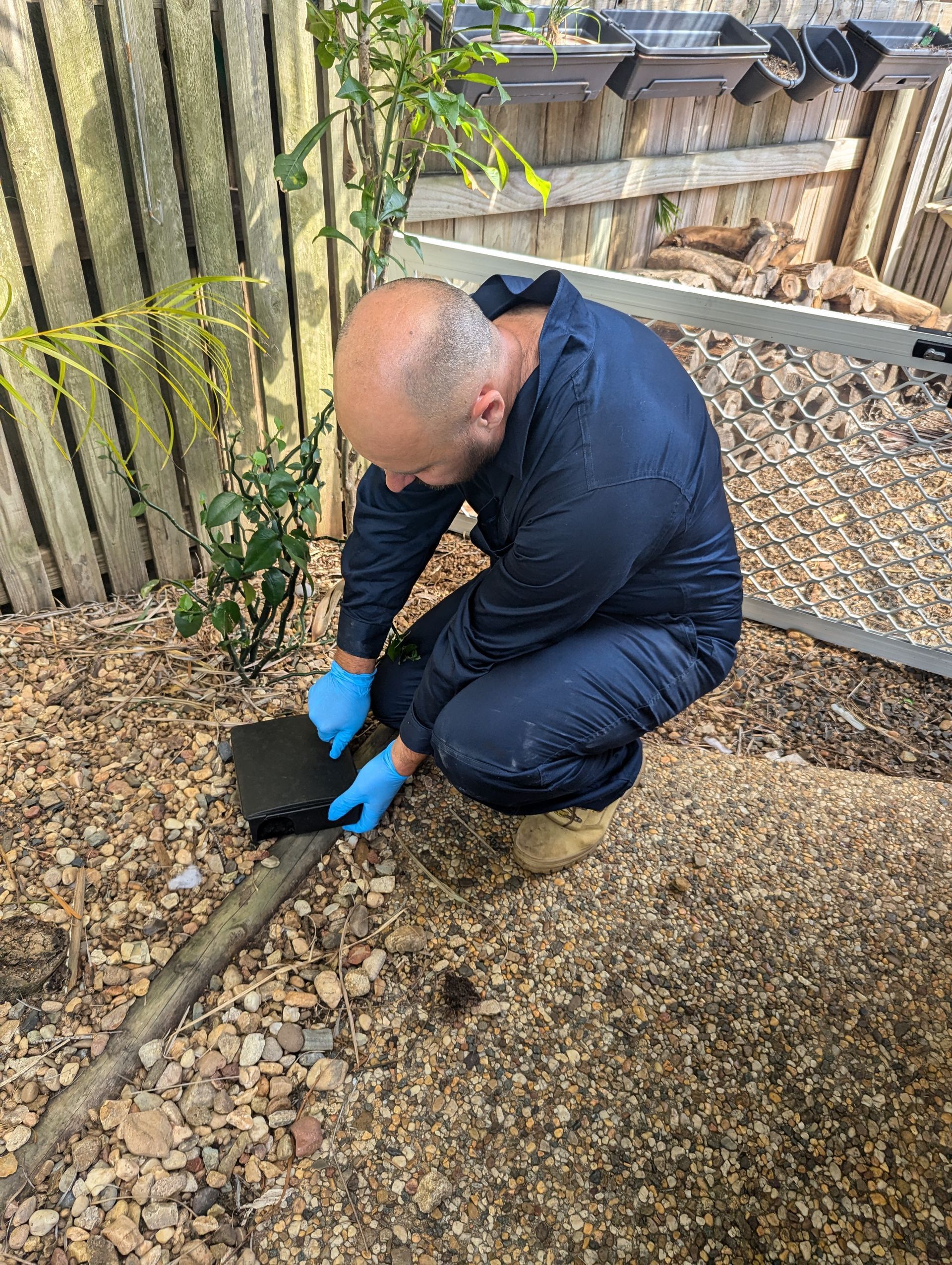 A Man is Kneeling Down on the Ground Holding a Mouse Trap — Total Pest and Carpet Cleaning in Kinka Beach, QLD