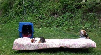 Beagle dogs camping