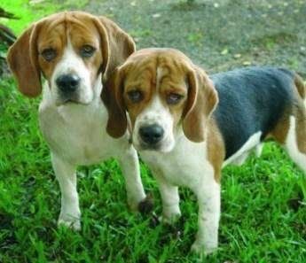 English Beagle dogs