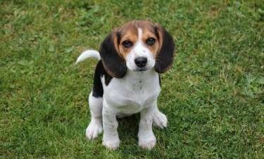 12 week old Beagle
