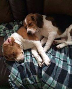Beagles resting