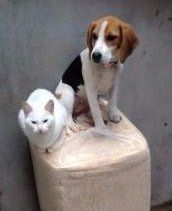 cat and Beagle up high