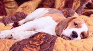 tuckered out Beagle dog