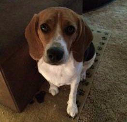 how old can a male beagle breed? 2