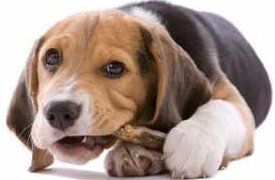 teething Beagle puppy
