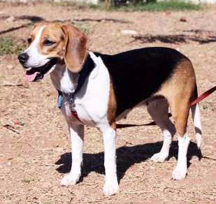 Beagle dog outside on leash