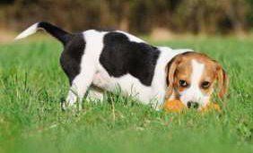 Beagle fetching