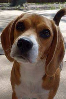 Beagle close up