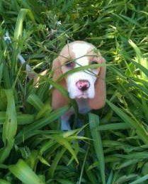 Beagle hiding in grass