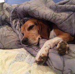 Beagle in bed