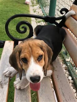 3 month old Beagle on bench