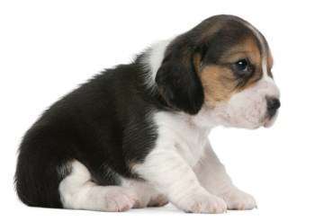 3 week old Beagle baby puppy