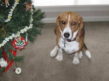 3 year old female Beagle
