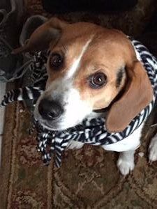 Beagle with scarf