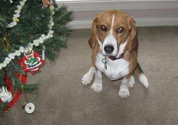 3 year old female Beagle