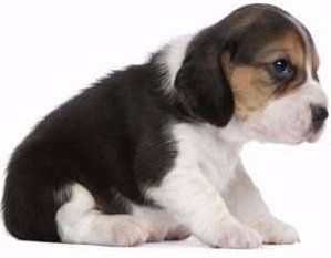 Beagle newborn puppy