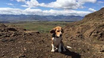 Beagle puppy on a hill