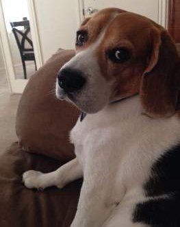 Beagle looking serious