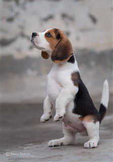 Beagle at attention