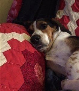 beagle-resting